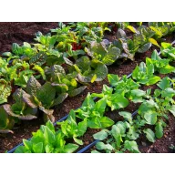   Aqua-Traxx csepegtető szalag 6mil (0,15mm) - 20cm-es osztással